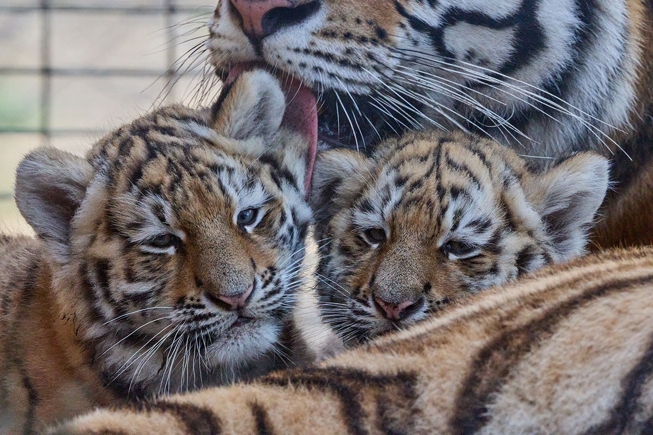 alentours.zoo.p2Alt